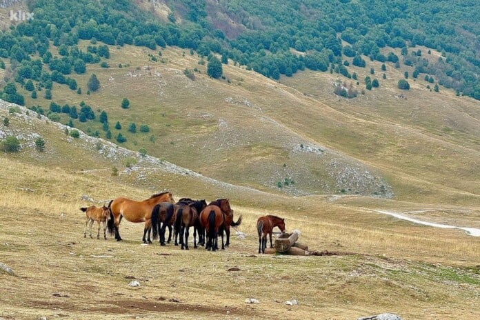 Na Bjelašnici nesputano živi veliki broj divljih konja: Veličanstveni prizori sigurno će vas oduševiti