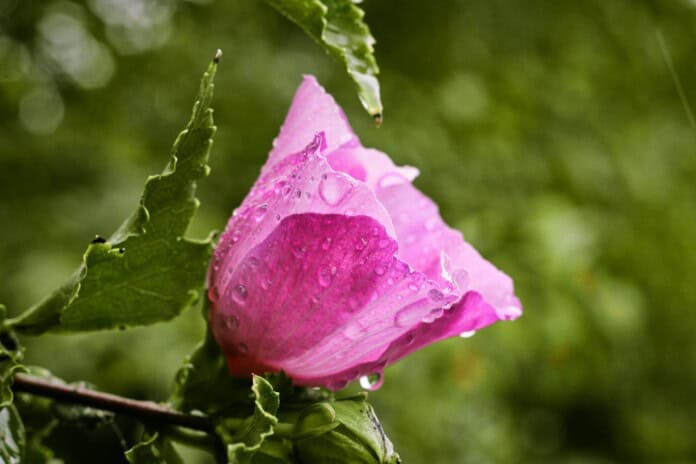 closeup photo of pink petaled flower