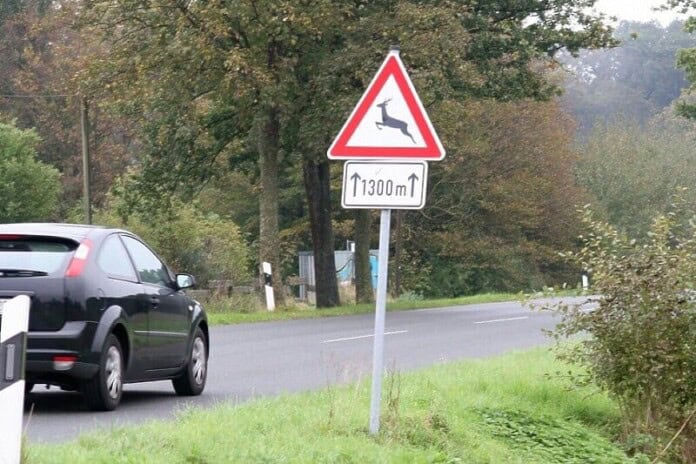 Ulazimo u zimski period: Pazite na divljač na putu, a posebno na mrkog medvjeda u Bihaću