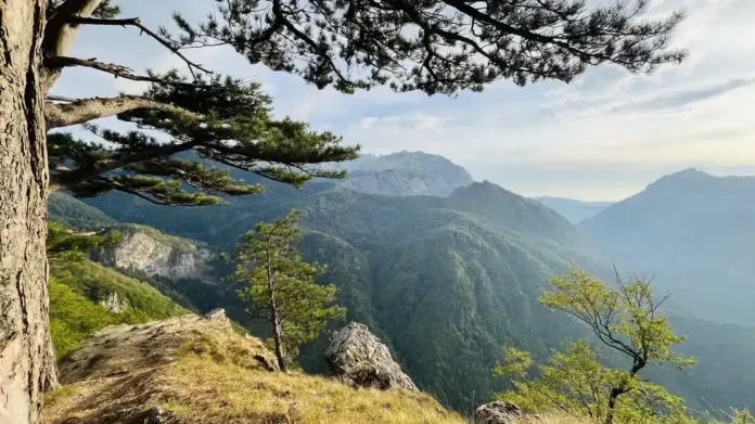 U BiH se nalazi jedna od posljednjih prašuma u Europi, sa stablima visokim 60 metara!