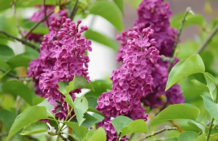 Krušnica lilac cvjetovi na zelenoj biljci, proljetni cvijet rasadnik priroda, šuma vrt.