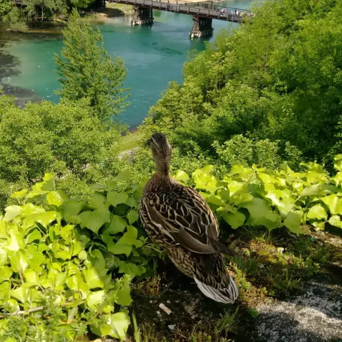 Jedinstven pogled