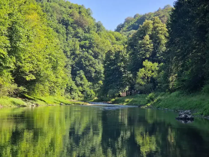 Zeleni tok rijeke Krušnice okružene gustim šumama prirode.