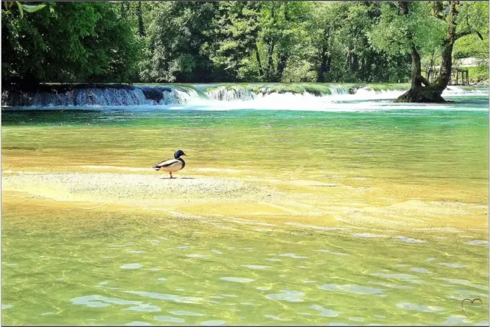 Mirna rijeka Krušnica sa pticom na obali, zeleno lišće i slapovi u pozadini.