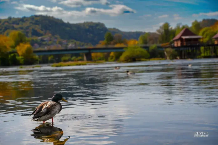 Mirna rijeka Krušnica s labudom i pejzažom brda u pozadini.