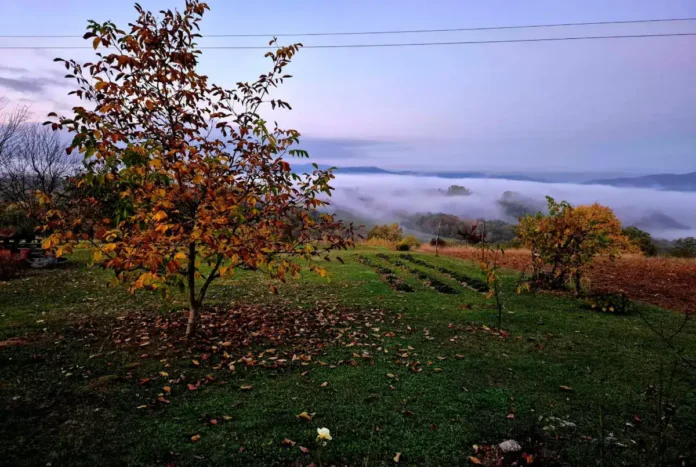 Mirisno jesenje voće u zelenoj bašti s pogledom na maglovito brdo.