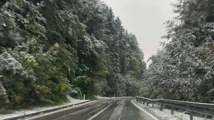 Šumski put s snježnim premazom, okružen gustim zimskim drvećem, sniježno zimovanje prirode.