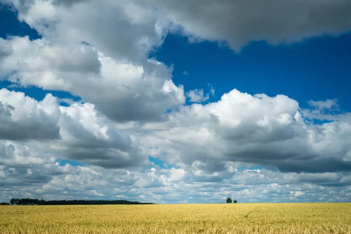 Nebo nad žitnim poljem u žutoj zlatnoj boji s oblacima u plavom nebu.