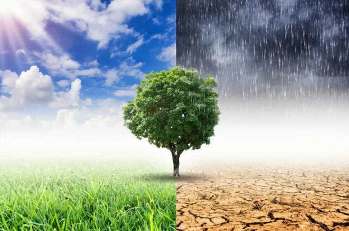 Drvo na podijeljenoj slici, simbol klimatskih promjena i utjecaja na prirodu.